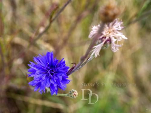 Cornflower