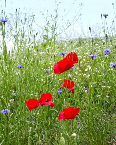 Poppies in Meadow