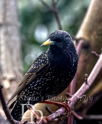 A starling showing off his breeding