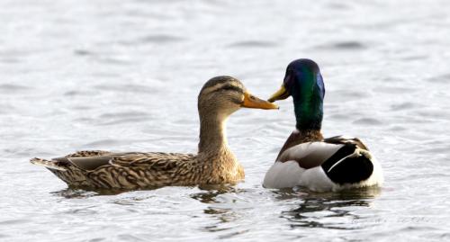 Male and Female Mallard