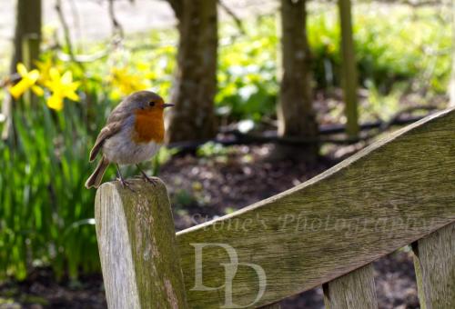 Robin on Bench