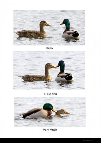 Duck Triptych