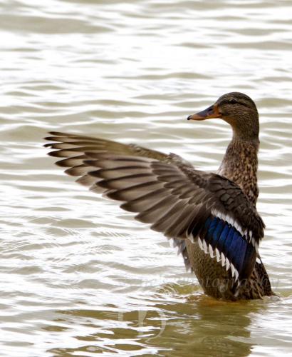 A female mallard flapping her wings forward on the water