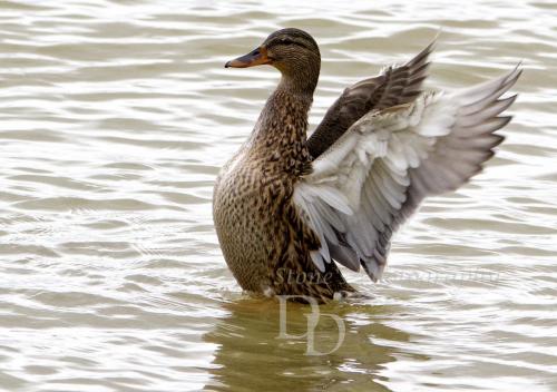 A female mallard flapping her wings on the water