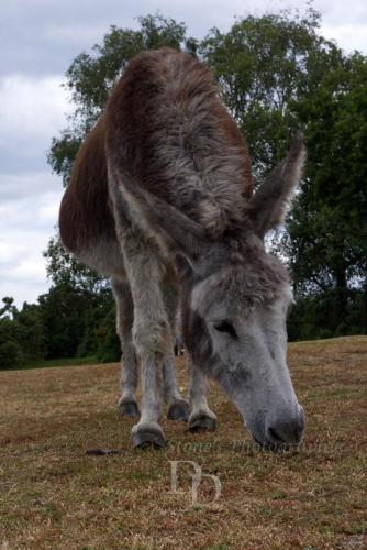 A grey donkey grazing some grass.