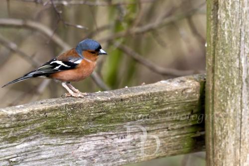 Chaffinch on fence