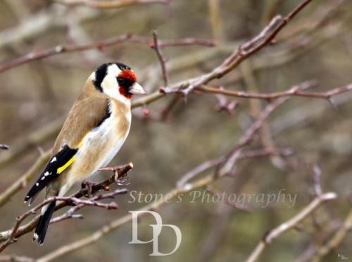 Goldfinch on branch