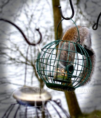 A grey squirrel raiding a squirrel proof bird feeder.