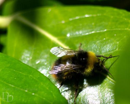 Buff-tailed Bumblebee on a leaf