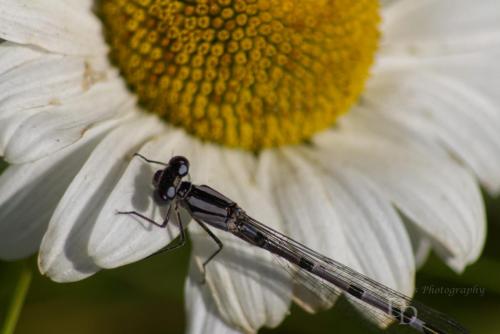 Common Blue Damselfly on a Fragrant Angel flower