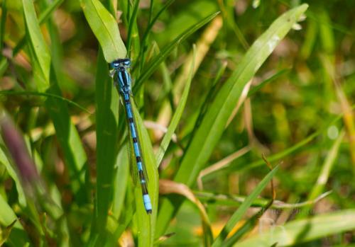Azure Damselfly on a leaf