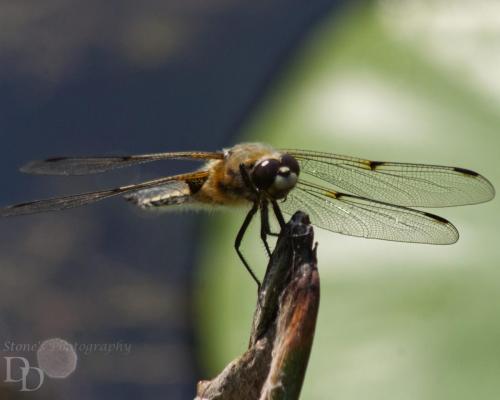 four spotted chaser waiting for prey