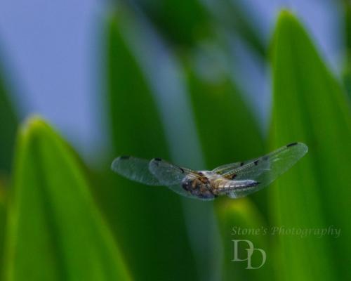 Four spotted chaser flying over a pond