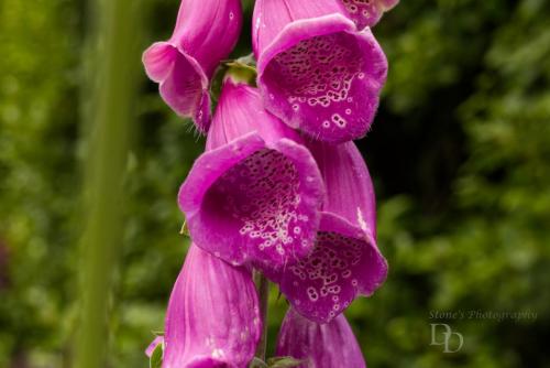 Foxglove
