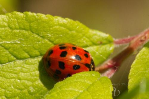 Harlequin Ladybird (light Morph)