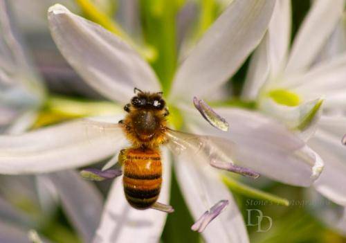 Mason Bee on a white flower