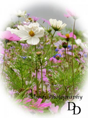 Meadow Flowers