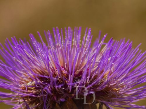 purple spiked flower