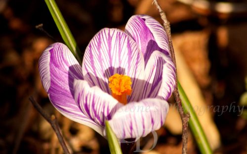 purple stripe flower