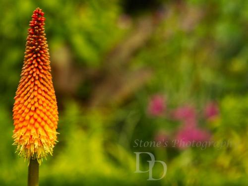 Red Hot Poker