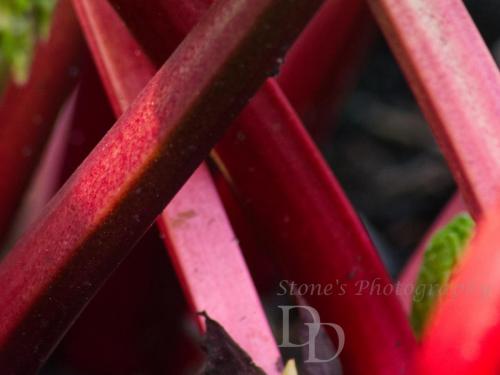Looking through a rhubarb forest