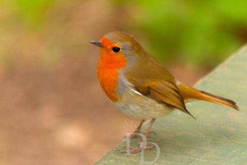 Robin sitting on a bench