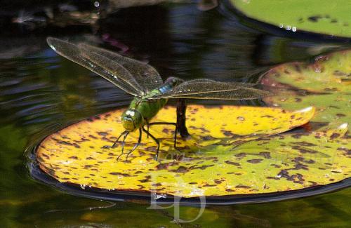 sitting dragonfly