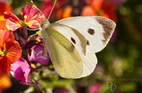 Large White Butterfly