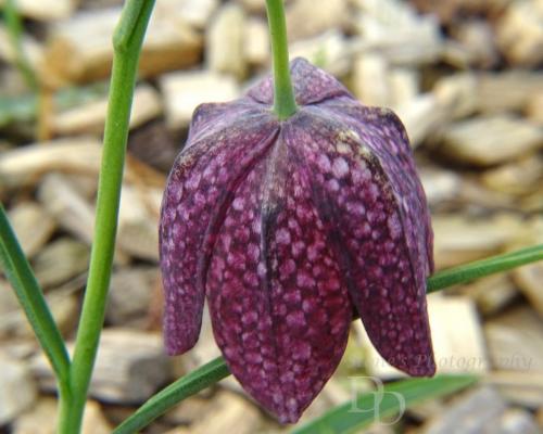 Snakes Head Frittali