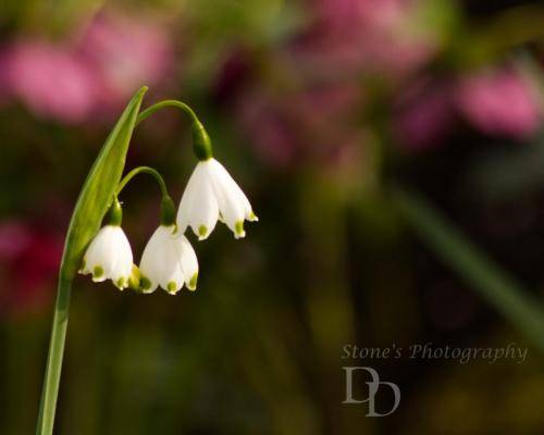 Snowdrop