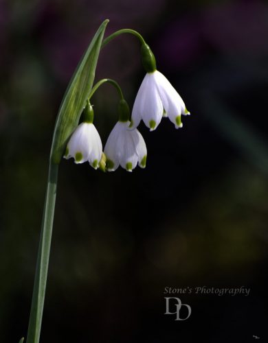 Single snowdrop plant with three flowers