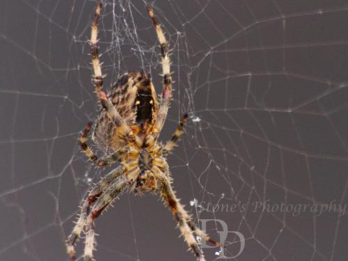 spider protecting the web