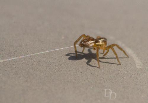 Spider shooting his web