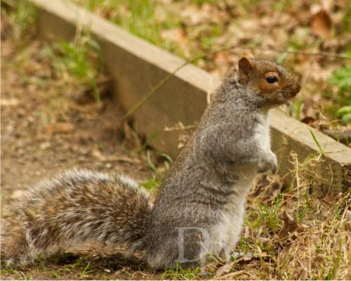 Squirrel on Watch
