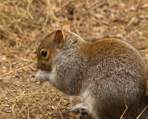 Squirrel eating food