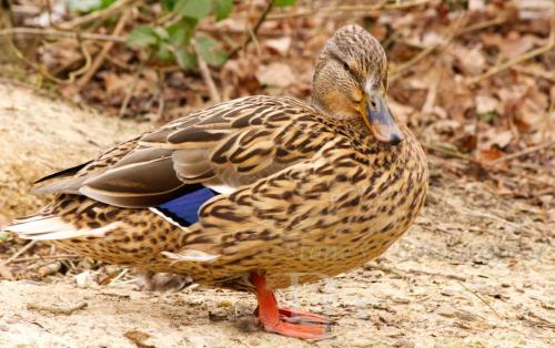 Female Mallard