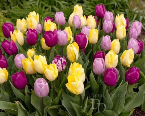Colourful Tulips