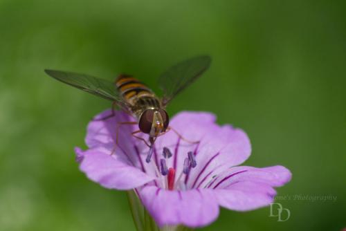 Wasp on a purple flower
