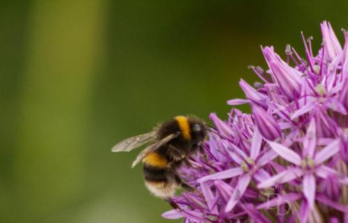 White Tail Bee sitting on an Allium