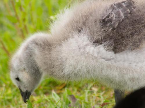 Baby Goose