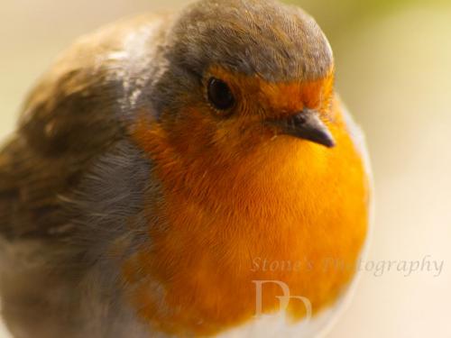 Close up Robin
