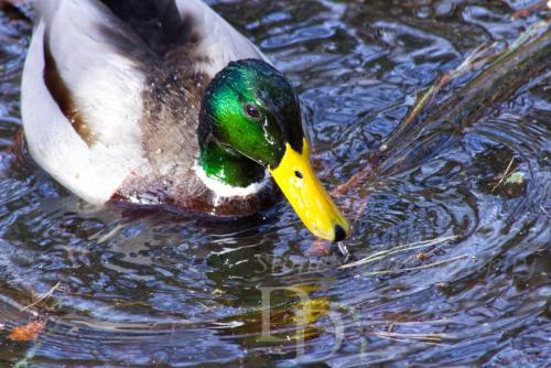 Mallard in Water