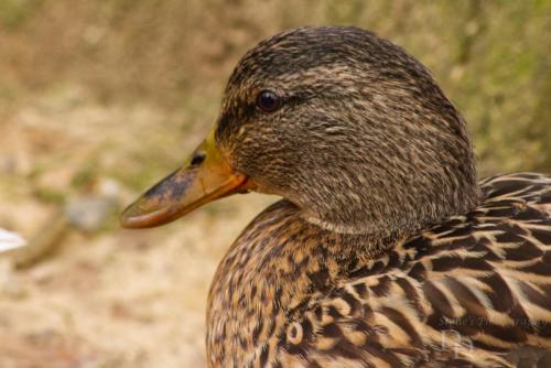 Close up of a female Mallard Duck