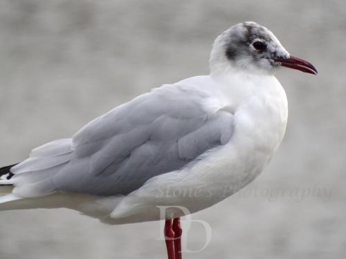 Gull on Watch