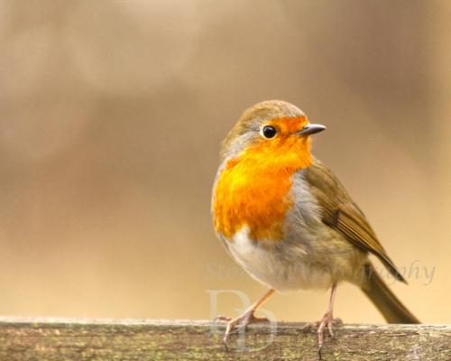 Robin sitting on a Fence